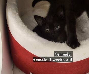 Rescue Domestic Short Hair Cats for Adoption in Town 