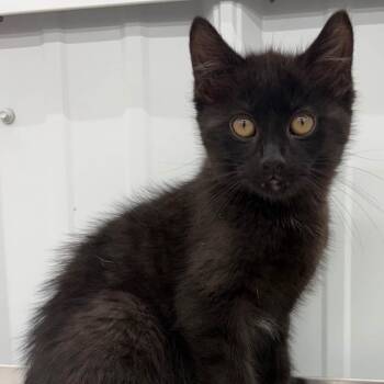 Boom -  Domestic Medium Hair Cat for Adoption in Richmond, Missouri - Boom | PetCurious