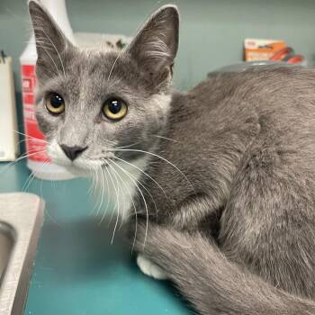 Lorelai -  Domestic Short Hair Cat for Adoption in Lenexa, Kansas - Lorelai | PetCurious