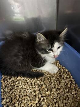 Domestic Long Hair Cats Available for Adoption in Killeen, Texas - SQUID | PetCurious