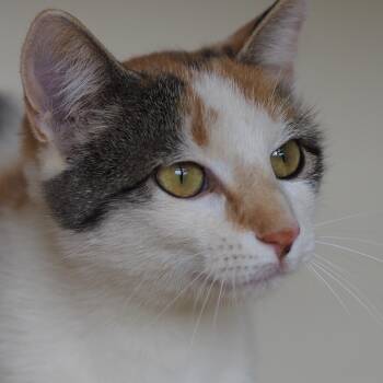 Ivy -  Domestic Short Hair Cat for Adoption in Buena Vista, Colorado - Ivy | PetCurious