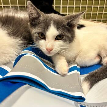 Penei Sewell -  Domestic Medium Hair Cat for Adoption in Ferndale, Michigan - Penei Sewell | PetCurious