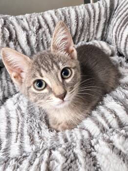 Tj Storm -  Domestic Short Hair Cat for Adoption in Murphy, Texas - Tj Storm | PetCurious