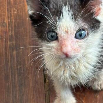 Mollinger (Formerly Molly) -  Domestic Medium Hair Cat for Adoption in Webster, Texas - Mollinger (Formerly Molly) | PetCurious