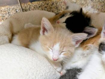 BAGEL -  Domestic Medium Hair Cat for Adoption in Frisco, Colorado - BAGEL | PetCurious