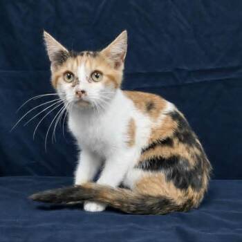 Wai -  Domestic Short Hair Cat for Adoption in Harrisonburg, Virginia - Wai | PetCurious