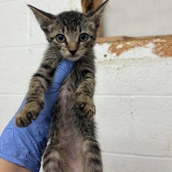 Eric -  Domestic Short Hair Cat for Adoption in Edinburg, Texas - Eric | PetCurious