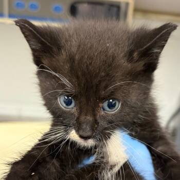 Pisces -  Domestic Short Hair Cat for Adoption in Greenville, South Carolina - Pisces | PetCurious