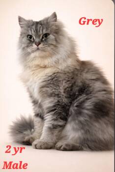 Persian Cats Available for Adoption - GREY-EGYPT | PetCurious
