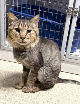 Domestic Medium Hair Cats Available for Adoption - Scrumps | PetCurious