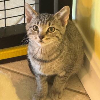 Rescue Domestic Short Hair Cats for Adoption in Fenton, Michigan - Baconator | PetCurious