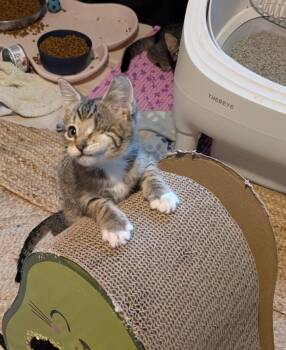 Captain Morgan -  Tabby Cat Available for Adoption in San Antonio, Texas - Captain Morgan | PetCurious
