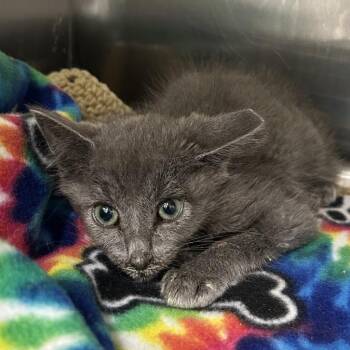 Osween -  Domestic Short Hair Cat for Adoption in Salt Lake City, Utah - Osween | PetCurious