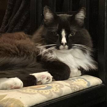Domestic Medium Hair Cats Available for Adoption - Monty | PetCurious