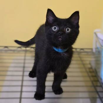 Ilium -  Domestic Medium Hair Cat for Adoption in Brownsboro, Alabama - Ilium | PetCurious