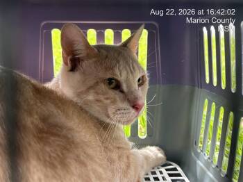 KONER -  Domestic Short Hair Cat for Adoption in Ocala, Florida - KONER | PetCurious