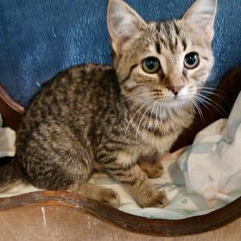 Rescue Domestic Short Hair and Tabby Cats for Adoption in Knoxville, Tennessee - Lotto | PetCurious
