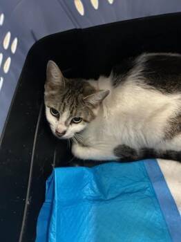 Domestic Short Hair Cats Available for Adoption in Ocala, Florida - CHARLIE BROWN | PetCurious
