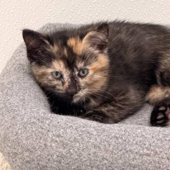 Domestic Short Hair Cats Available for Adoption in Allegan, Michigan - Daphne * | PetCurious