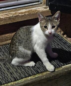 Rescue Tabby Cats for Adoption in Fresno, California - Pipsqueak | PetCurious