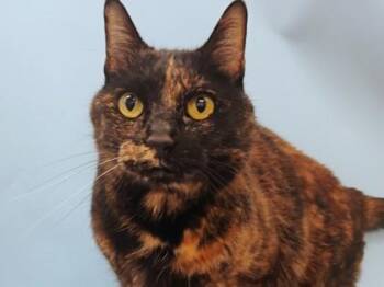 Jackie Lantern -  Domestic Short Hair Cat for Adoption in Woodbury, Minnesota - Jackie Lantern | PetCurious