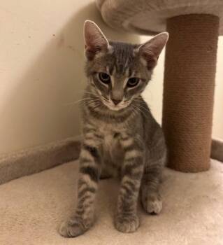 Rescue Domestic Short Hair Cats for Adoption in Washington Grove, Maryland - Luka | PetCurious