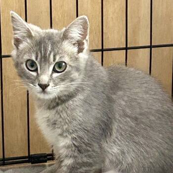 Betsy -  Domestic Short Hair Cat for Adoption in Spokane, Washington - Betsy | PetCurious