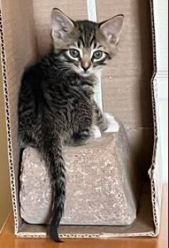 Warrior Pie -  Tabby and Domestic Short Hair Cat for Adoption in Chandler, Arizona - Warrior Pie | PetCurious