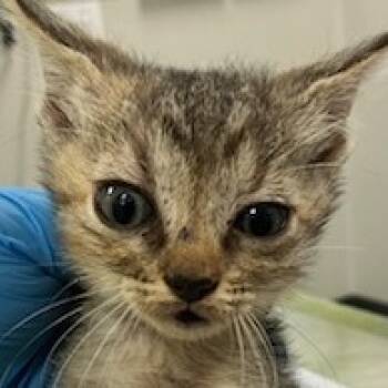 Rescue Domestic Short Hair Cats for Adoption in Las Cruces, New Mexico - Debbie | PetCurious