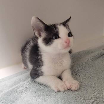 Lionel -  Domestic Short Hair Cat for Adoption in Phoenix, Arizona - Lionel | PetCurious