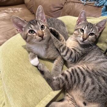 Rescue Domestic Short Hair Cats for Adoption in Houston, Texas - Diego | PetCurious