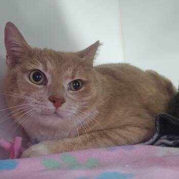 Domestic Short Hair Cats Available for Adoption - Sunkist | PetCurious