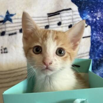 Caroline -  Domestic Medium Hair Cat for Adoption in Huntsville, Alabama - Caroline | PetCurious