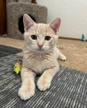 Rescue Domestic Short Hair Cats for Adoption in Folsom, California - Buff | PetCurious