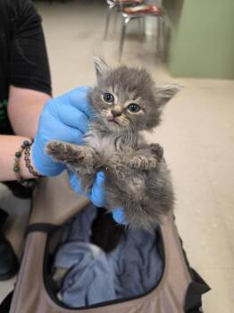 Domestic Short Hair Cats Available for Adoption in Burnsville, North Carolina - Mtn Dew | PetCurious