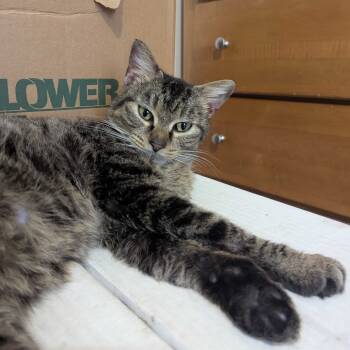 Rescue Domestic Short Hair Cats for Adoption in Valdosta, Georgia - Charlotte | PetCurious