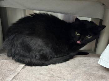 Domestic Short Hair Cats Available for Adoption in Derwood, Maryland - CHARLIE | PetCurious