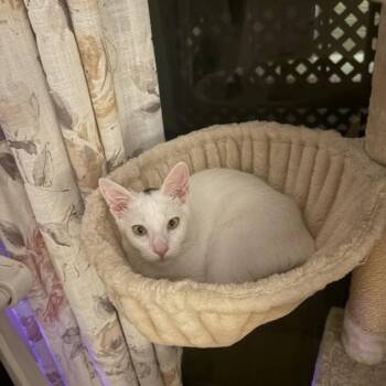 Moe -  Domestic Short Hair Cat for Adoption in Escondido, California - Moe | PetCurious