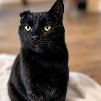 Domestic Short Hair Cats Available for Adoption in Rochester, Minnesota - Sawyer | PetCurious