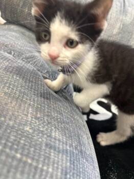 Crab Man (Tumble) -  Domestic Short Hair Cat for Adoption in Arthur, Ontario - Crab Man (Tumble) | PetCurious