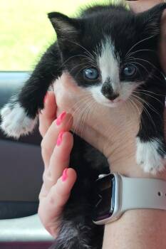 Rescue Domestic Short Hair Cats for Adoption in Fayetteville, Tennessee - Sara | PetCurious