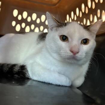 Luther -  Domestic Short Hair Cat for Adoption in Bentonville, Arkansas - Luther | PetCurious
