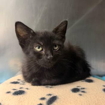 Radical Radish 19 -  Domestic Short Hair Cat for Adoption in Austin, Texas - Radical Radish 19 | PetCurious