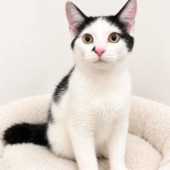 Forrest -  Domestic Short Hair Cat for Adoption in Redwood Falls, Minnesota - Forrest | PetCurious