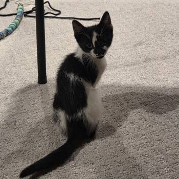 Bunny C11784 -  Domestic Short Hair Cat for Adoption - Bunny C11784 | PetCurious
