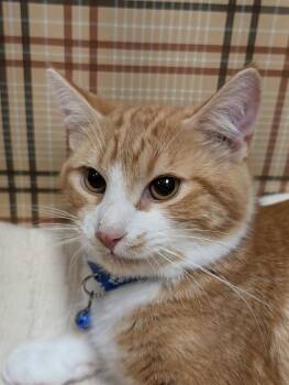 Domestic Short Hair and Tabby Cats Available for Adoption - Arthur | PetCurious
