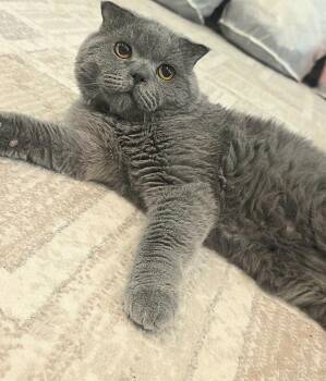 Cloud -  Domestic Short Hair Cat for Adoption in Snow Hill, Maryland - Cloud | PetCurious