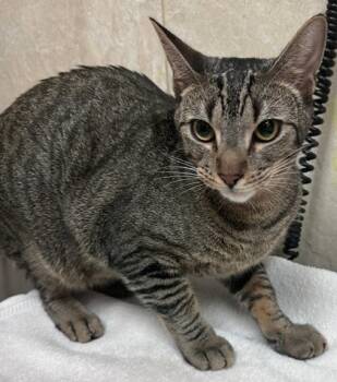 Rescue Domestic Short Hair Cats for Adoption in Honolulu, Hawaii - Toyo | PetCurious