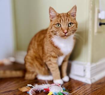 Rescue Domestic Short Hair Cats for Adoption in Guelph, Ontario - Malcolm | PetCurious