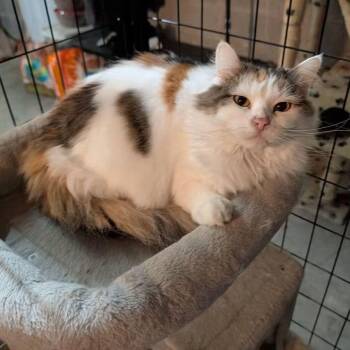 Fiona -  Domestic Long Hair Cat for Adoption in Clarksville, Tennessee - Fiona | PetCurious